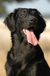 does the flat coated retriever grow big